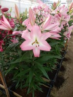 [4185 Highbury VZ No01.JPG]